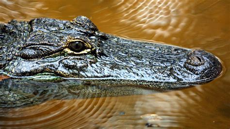 3 Foot Long Crocodile Captured In Central Indiana Stream