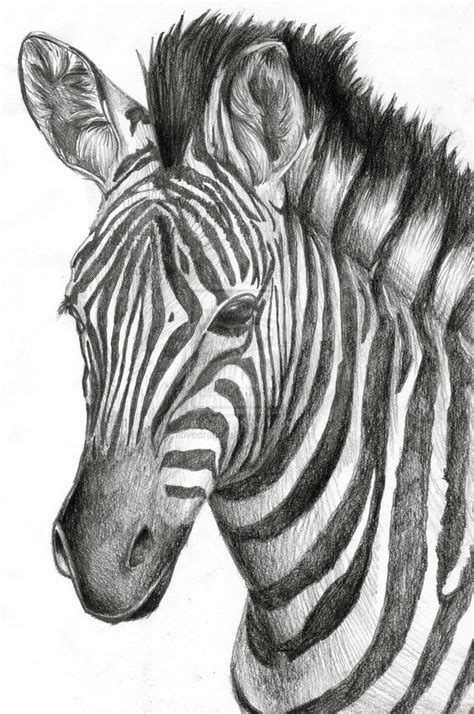 A Zebra Drawing I Drew For A Friends Graduation Present Way Back In