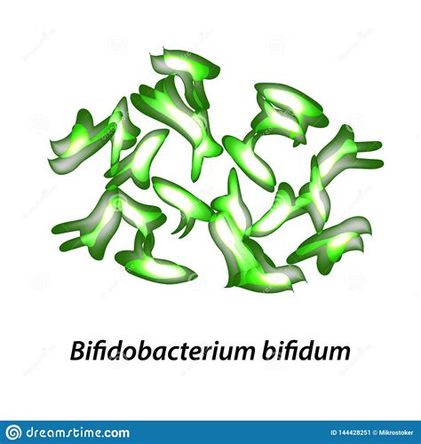 Bifidobacteria Bifidum De Bifidobacterium Probiotic Lactobacille