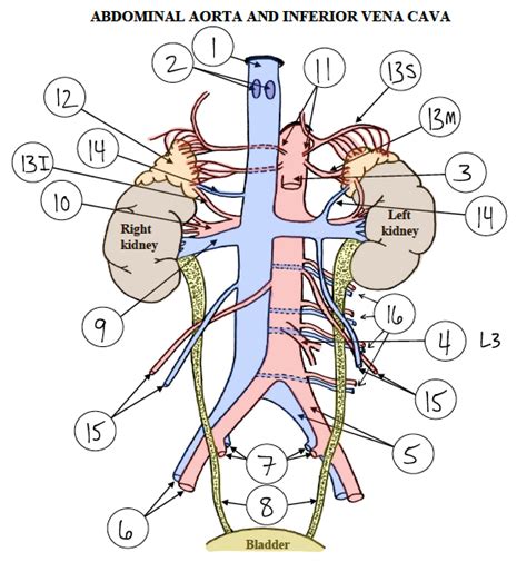 Abdominal Aorta And Inferior Vena Cava Diagram Quizlet