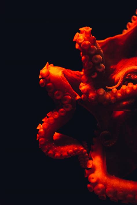 Octopus Hd 4k Wallpaper Desktop Background Iphone And Android