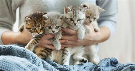 To help weaning kittens become less dependent on mom (and her milk), place them in an area separate from mom for a few hours at a time. How to Tell if Your Kitten Was Weaned Prematurely