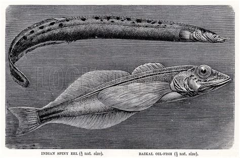 Indian Spiny Eel And Baikal Oil Fish Stock Image Look And Learn