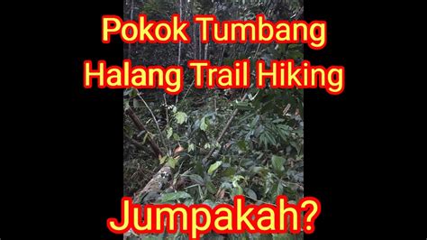 Find and follow posts tagged tumbang on tumblr. Periksa Trail Hiking. Ada Pokok Tumbang - YouTube