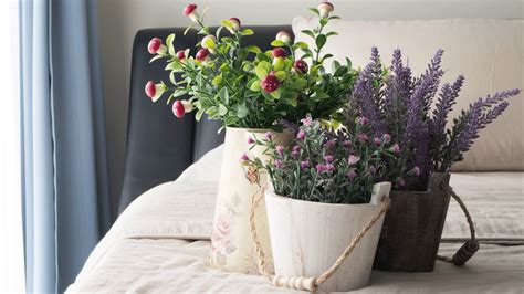 Maybe you would like to learn more about one of these? These 6 Bedroom Houseplants Will Give You a Better Night's ...