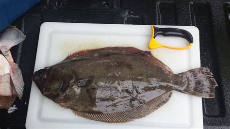 Mafmc And Asmfc To Consider Final Action On Summer Flounder Scup And Black Sea Bass Commercial