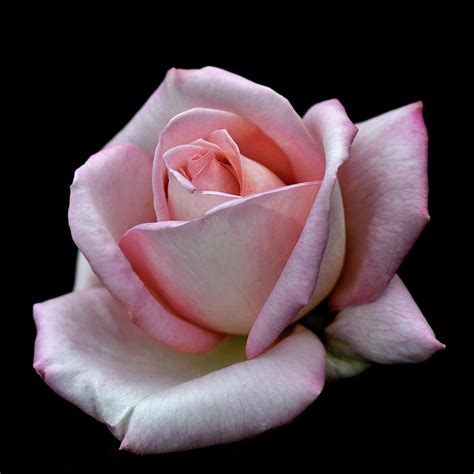 Pink Rose By I Love Photo And Apple