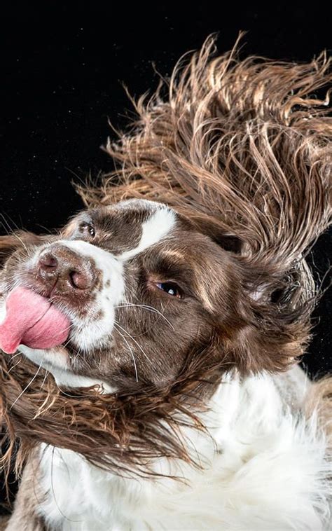 See The Amazing Absurd Phenomenon Of The Wet Dog Shake Captured In