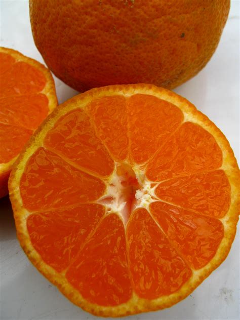 Citrus Owari Satsuma Mandarin The Early Sweet Seedless Variety
