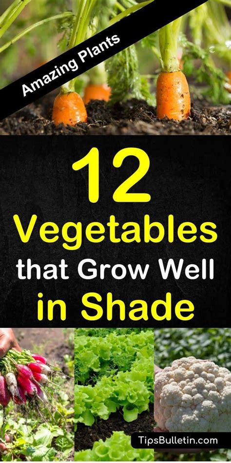19 Vegetables For Growing In Shade Vegetable Garden Raised Beds