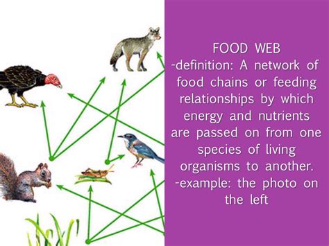Food Web Definition Science Science Fry Elementary 3rd Grade We