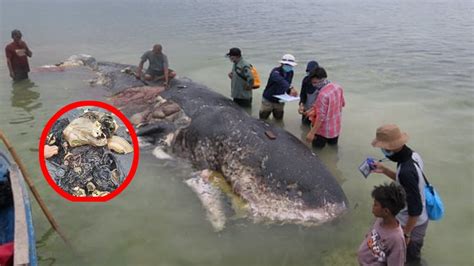 Wal Verendet Mit über 1000 Teilen Plastik Im Magen