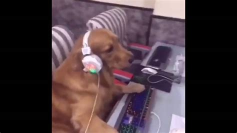 Dog Playing A Video Game Youtube