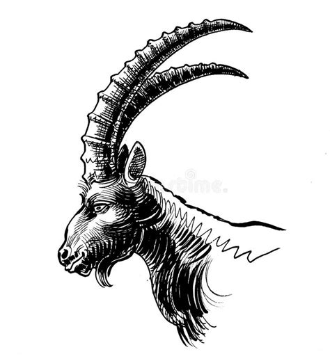 Big Goat Horns Stock Illustrations 737 Big Goat Horns Stock