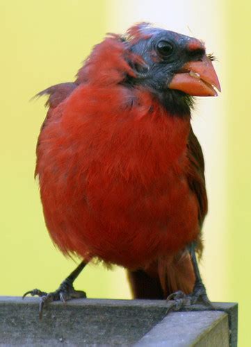 Bald Headed Cardinal A Future Member Of The Hair Club For Chad