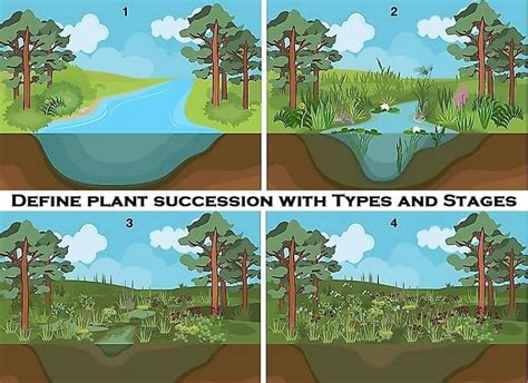 Define Plant Succession With Types And Stages Basic Agricultural Study