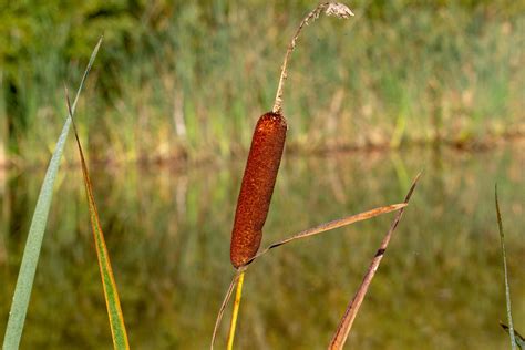 Bull Rush Typha Species Typha Is A Genus Of About 30 Spe Flickr