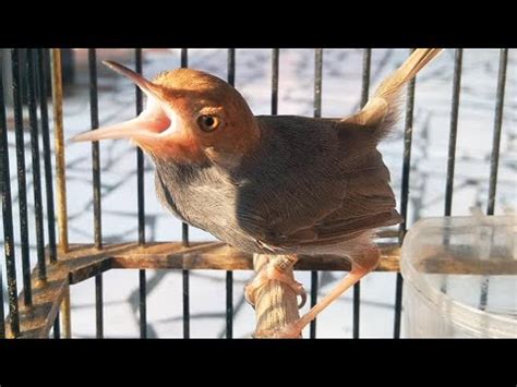 Download suara burung betina.apk android apk files version 1.0 size is 23868174 md5 is f0f6a27f664355ba20be5c4c750cb4b3 by binatang peliharaan this version need ice cream suara burung betina 1.0 apk. Suara Prenjak Betina GACOR Untuk PIKAT ,Download MP3 ...