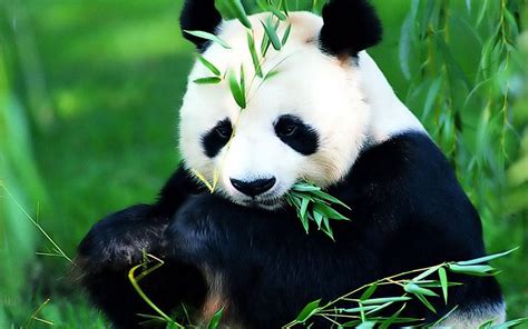 Real Panda Wallpapers Wallpaper Cave