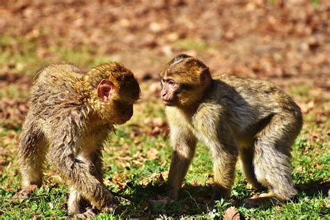 Free Images Play Cute Wildlife Zoo Mammal Fauna Primate Wild