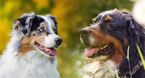 Bernese golden retriever puppies can consist of a single parent or a combination of both such as temperament, size, and coat. 23+ Bernese Mountain Dog Poodle Mix For Sale Near Me ...
