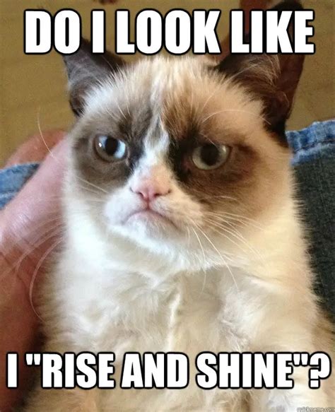 Laugh At 17 Funniest Grumpy Cat Pictures