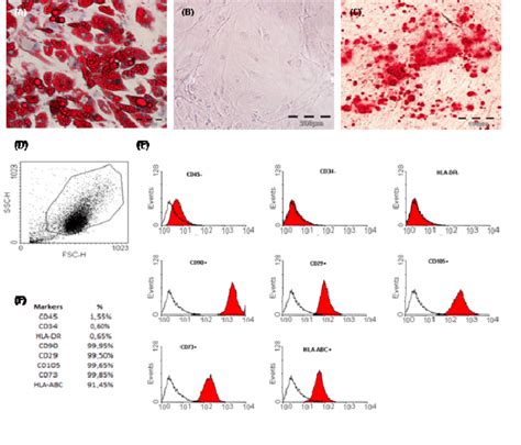 Characterization Of Mesenchymal Stem Cells Msc Derived From Adipose