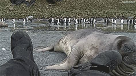 Check spelling or type a new query. natsdorf — Elephant seal pup investigates cameraman's ...