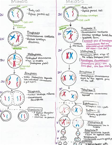 Mitosis And Meiosis Worksheet Pdf With Answer Key
