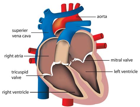 What Is The Bicuspid Valve With Picture