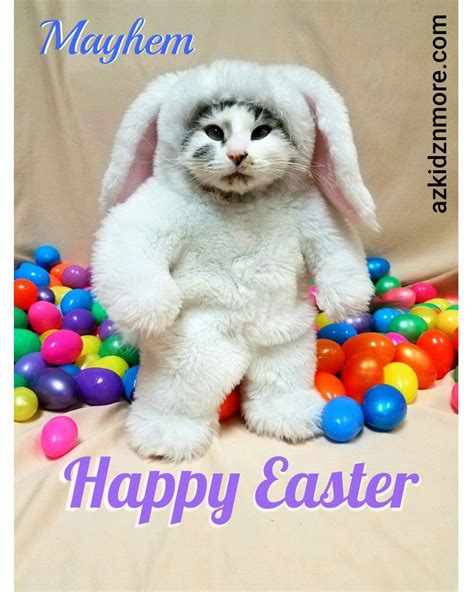 My Mayhem Happy Easter Cat Quotes Funny Cat Quotes Cute Cats