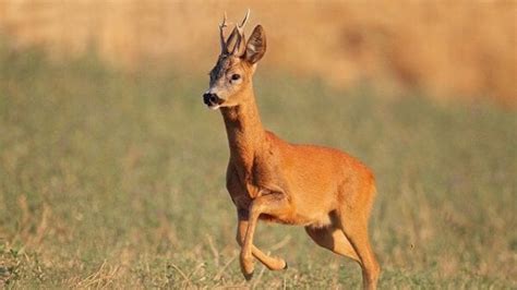 Comincia così il racconto all'adnkronos di giuseppe di tommaso, il. Cade in moto: un capriolo gli taglia la strada - la Repubblica