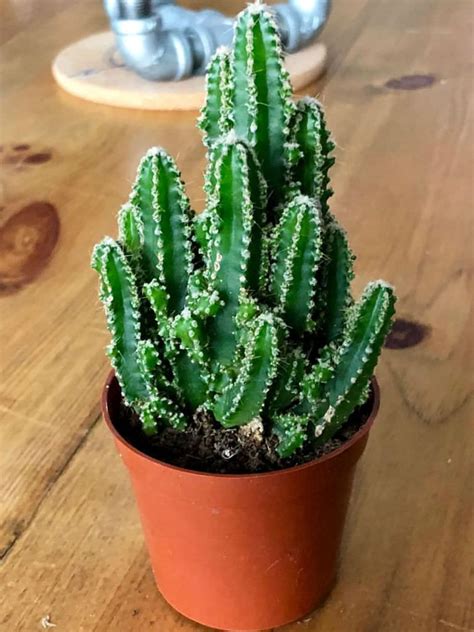 As long as they get lots of sun and are. Acanthocereus tetragonus 'Fairy Castle' (Fairy Castle ...
