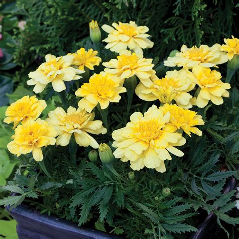 Alumia Vanilla Cream Marigold French Horticultural Products And Services