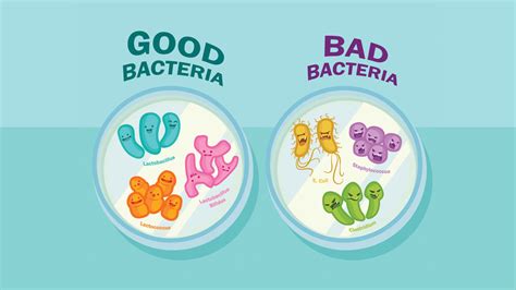 Good Bacteria Bad Bacteria 260