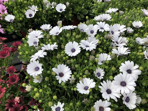 Some evergreen flowering shrubs also produce colorful berries in fall. Flowers and Flowering Shrubs of Southern California