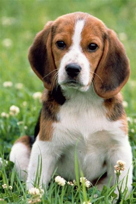 Beagles Basset Hound Mix And Puppys On Pinterest
