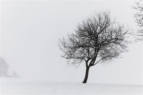 Fog Tree Snow Free Photo On Pixabay Pixabay