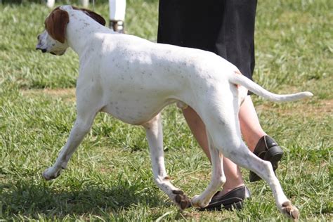 Pointer Breed Information Pointer Images Pointer Dog Breed Info