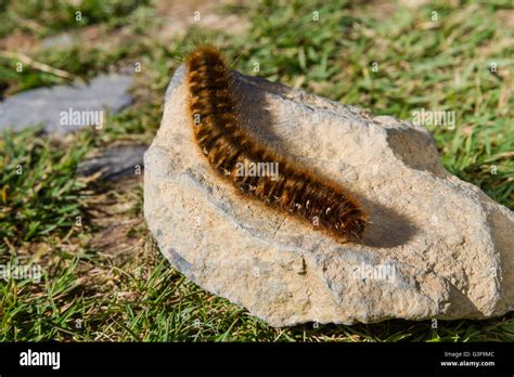 Hairy Brown Large Caterpillar In The Uk Basking On A Stone Oag Eggar