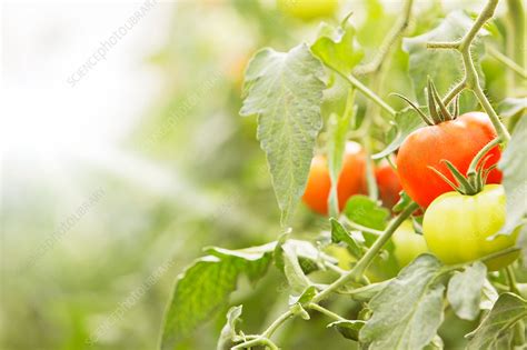 Close Up Of Tomatoes Growing On Vines Stock Image F0145972