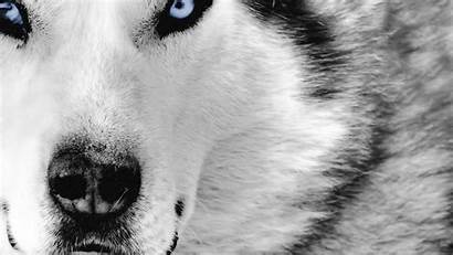 Animal Animals Wallpapers Cool Desktop Dog Wild