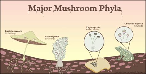 Differences Between Algae And Fungi Overall Science