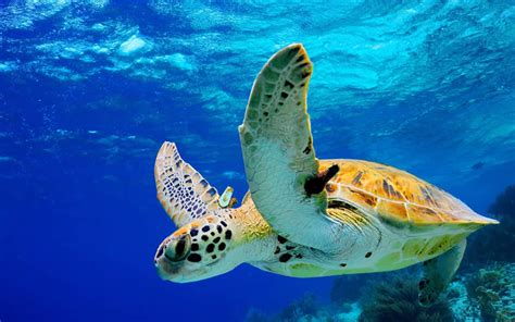 Head is narrow and has 2 pairs of prefrontal scales (scales in front of its eyes). Fun Facts About the Hawksbill Sea Turtle | Greentumble