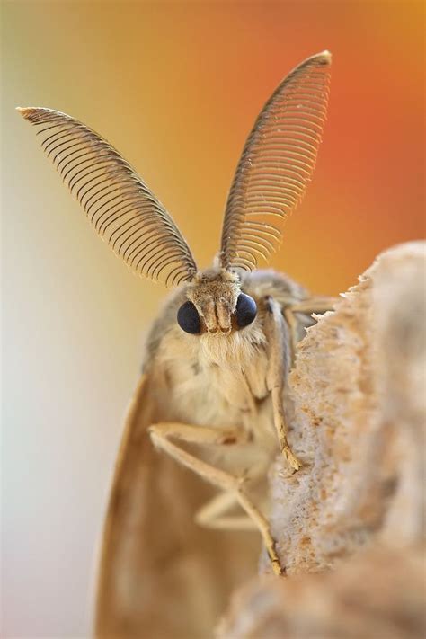 Antennae Cute Moth Moth Animals