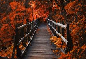 Leaves, Forest, Orange, Wood, Bridge, Nature, Lights