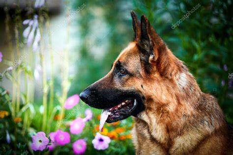 German Shepherd Dog Breed Stock Photo By ©averyanova 55823837