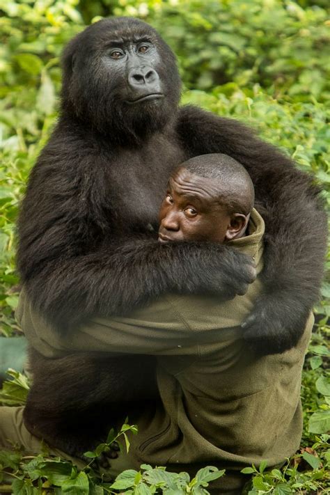 Orphaned Gorillas Wow Onlookers As They Embrace Their Keeper With Loving Hugs World News