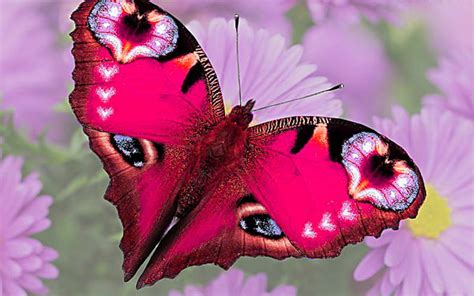 Love Butterfly Insect Flowers Butterfly Heart Hd Wallpaper Peakpx