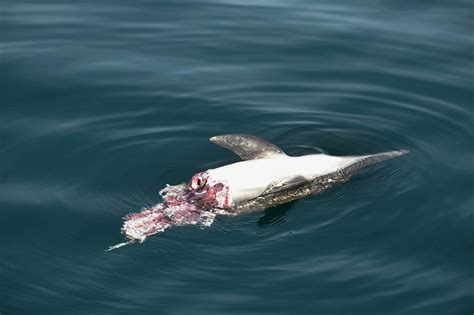 Dead Dolphin Photograph By Christopher Swann Fine Art America